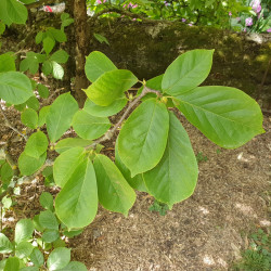 Magnolia denudata par Semences du Puy