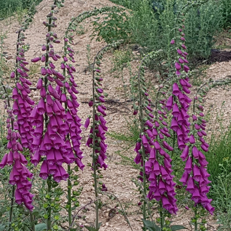 Digitalis purpurea Semences du Puy Digitalis purpurea Semences du Puy