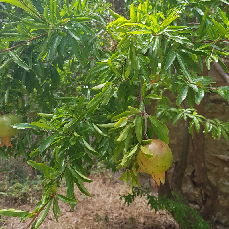 Graines De Grenadier Nain - Punica Granatum Nana - 50 Graines, Avec Instructions De Semis, Plante D'intérieur Florifère