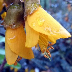 Sophora microphylla par virginie-l de Pixabay