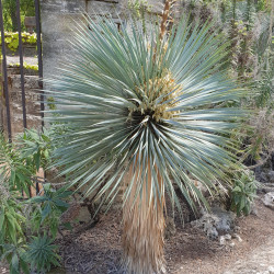Yucca rostrata Semences du Puy