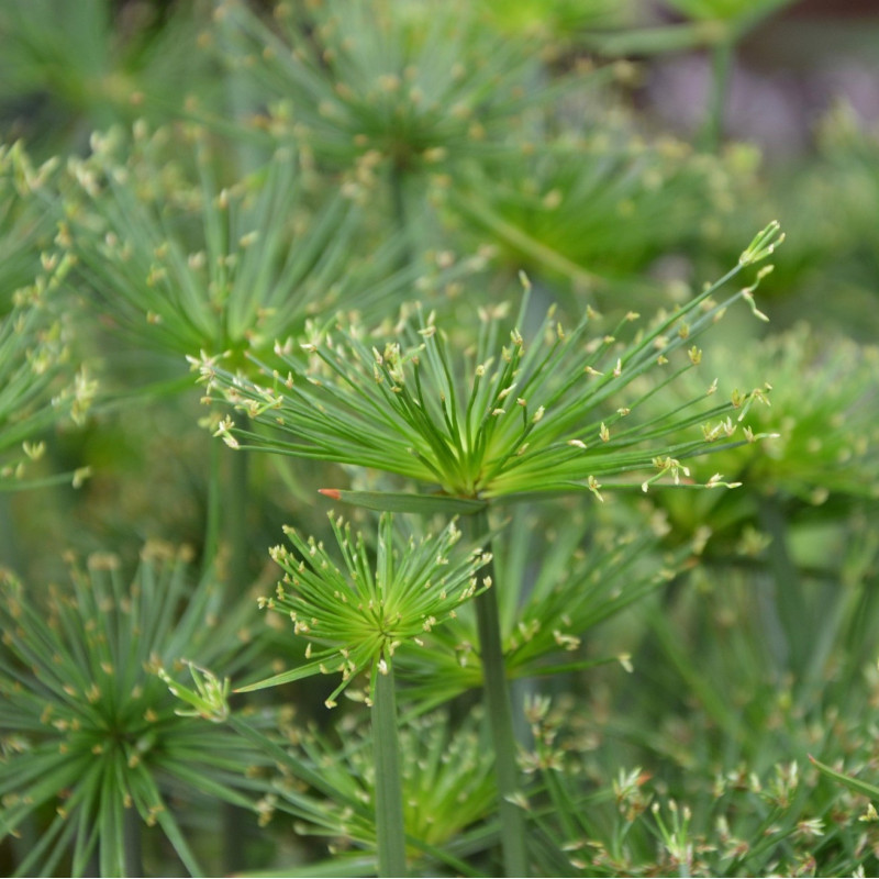 80 Graines De Papyrus - Plante D'intérieur Facile à Cultiver, Sans OGM | Pour Décoration, Jardinage Débutant | Paquet Frais Et Viable