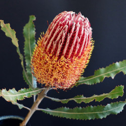 Banksia menziesii par BecBartell de Pixabay