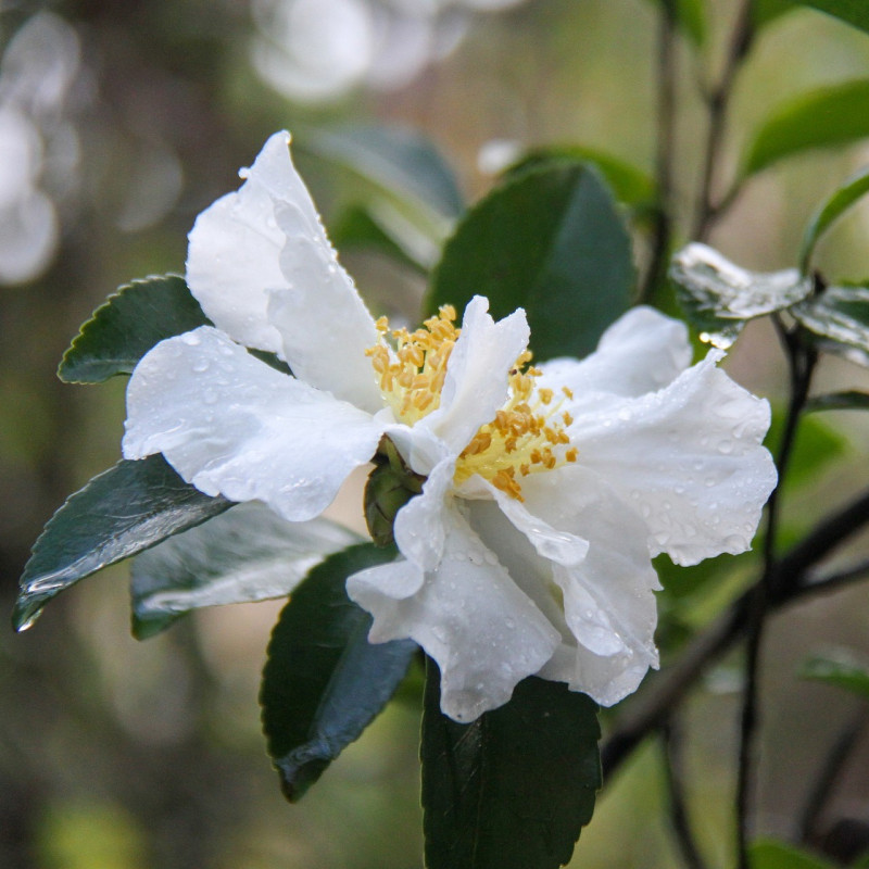 Camellia sassanka par Pat_Scrap de Pixabay