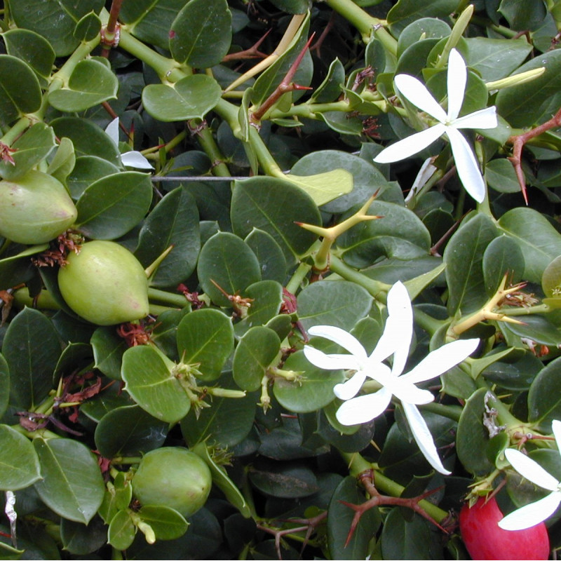 Carissa grandiflora par Forest et Kim Starr de Wikimedia