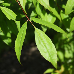 Acer mandshuricum par Abarmot de Wikimedia commons