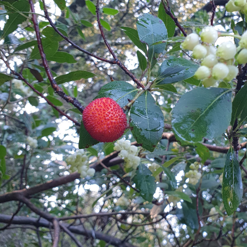100 Graines D'Arbousier – Arbre Fruitier Baies Myrtille/Framboise, Idéal Pot Ou Jardin Toute L'Année