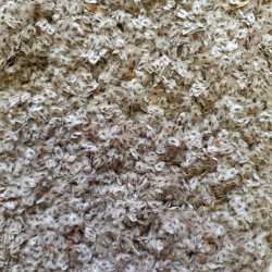 Graines de Paulownia tomentosa - Semences du Puy