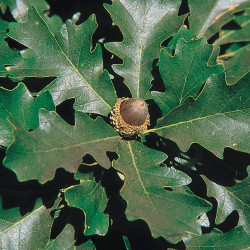 Quercus macrocarpa par USDA de Wikimedia commons