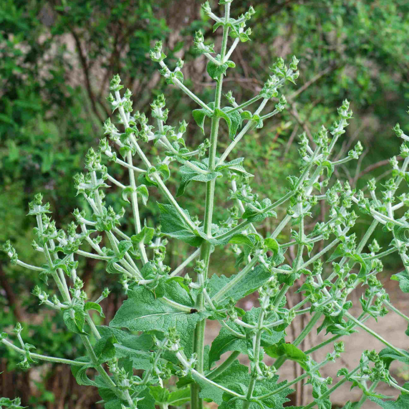 Salvia hispanica par Pancrat - Wikipedia