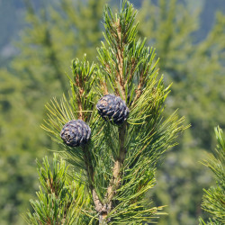 Pinus cembra de Morodertravail dérivé: MPF ( discussion ), CC BY-SA 3.0, via Wikimedia Commons