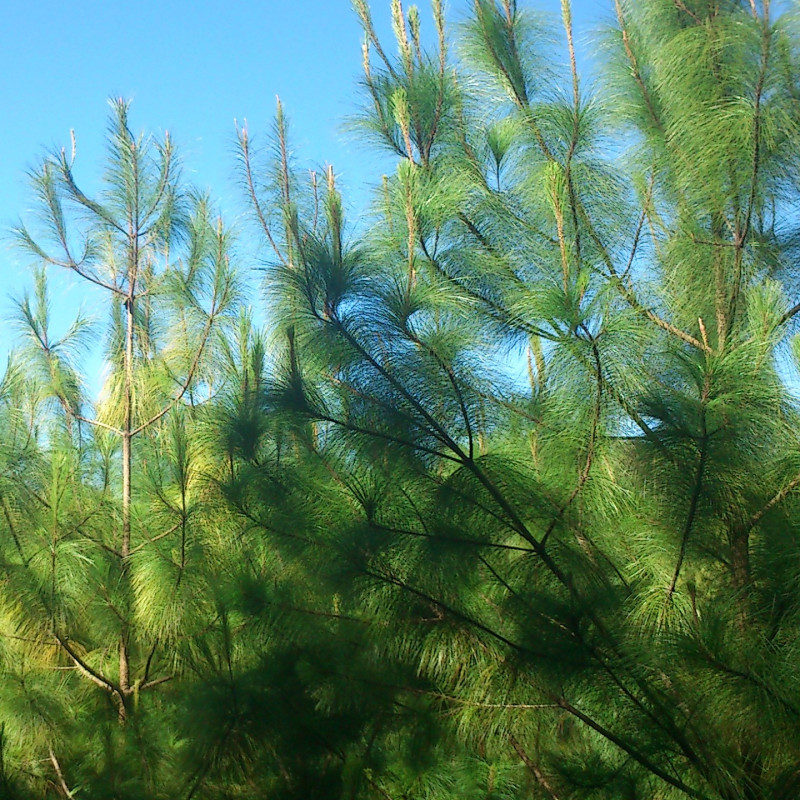 Pinus maximinoi de Granjagalatas522, CC BY-SA 3.0, via Wikimedia Commons Pinus maximinoi de Granjagalatas522, CC BY-SA 3.0, via Wikimedia Commons