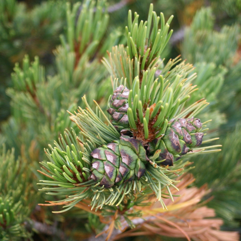 Pinus pumila de Alpsdake, CC BY-SA 3.0, via Wikimedia Commons