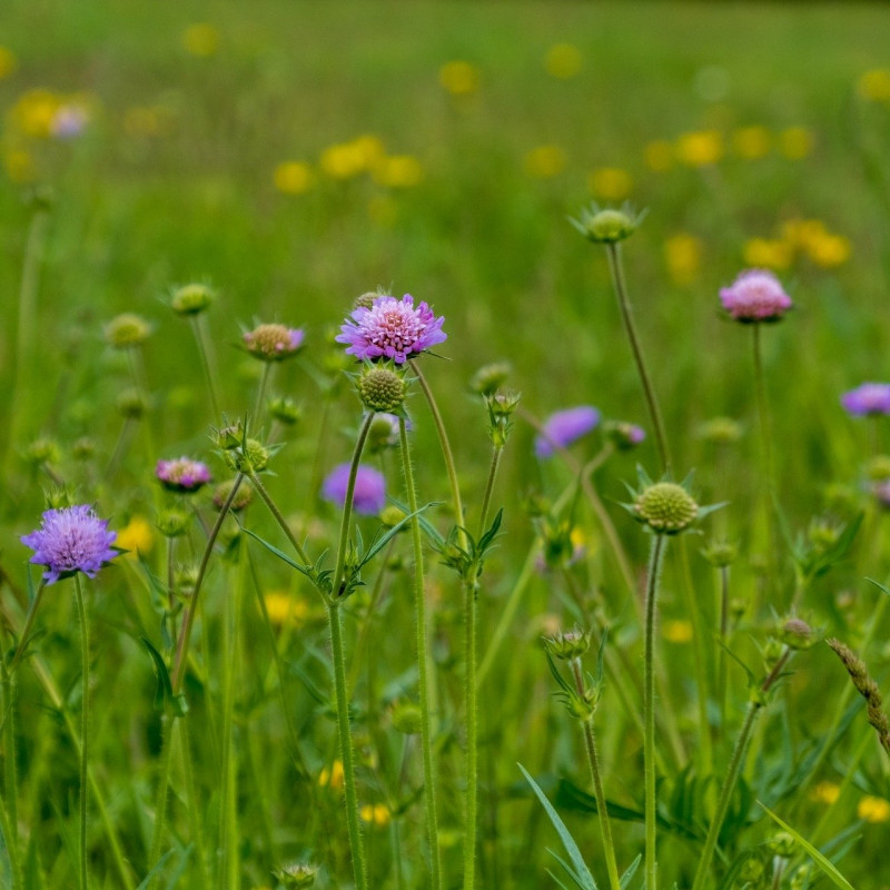 Scabiosa columbaria par NickyPe de Pixabay Scabiosa columbaria par NickyPe de Pixabay