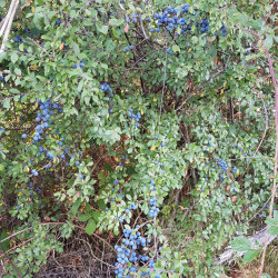 Prunus spinosa Semences du Puy