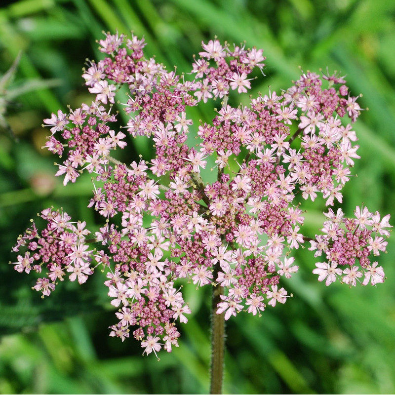 Heracleum spondylium par Steve Bidmead de Pixabay Heracleum spondylium par Steve Bidmead de Pixabay