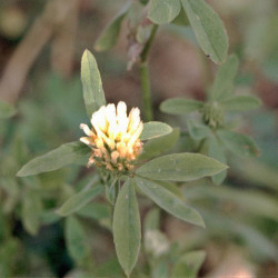 Trifolium alexandrinum de Fornax, Public domain, via Wikimedia Commons