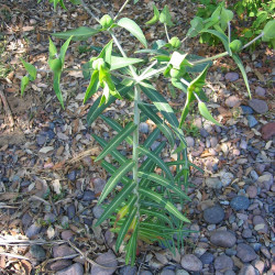 Euphorbia lathyris de Tigerente, CC BY-SA 3.0, via Wikimedia Commons