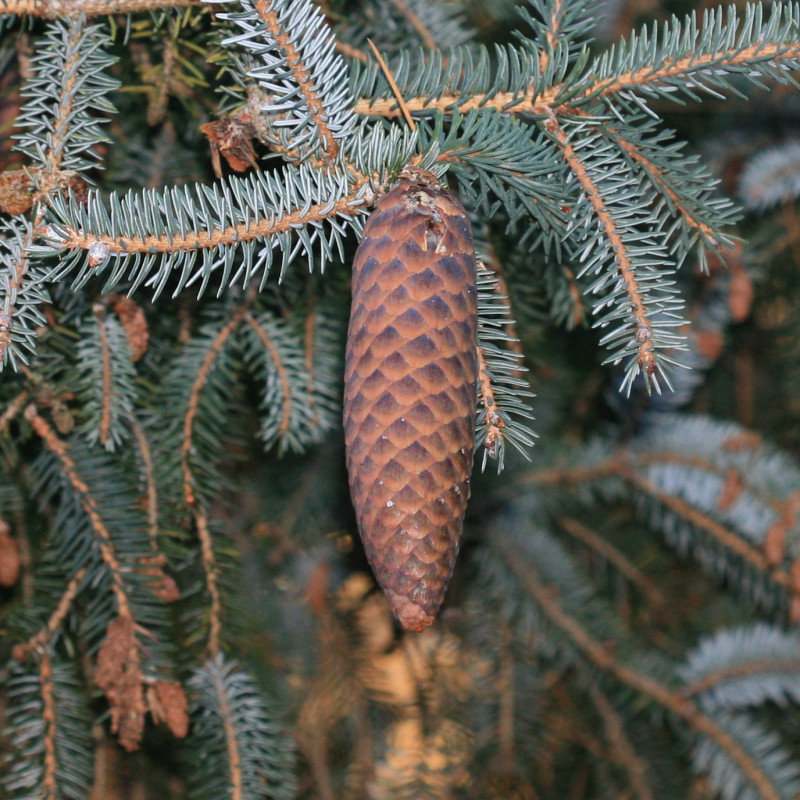 Picea likiangensis par S. Rae d'Ecosse, Royaume-Uni de Wikimedia commons