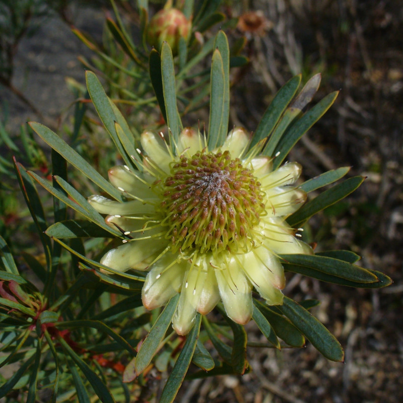 Protea scolymocephala par Andrew Massyn de Wikimedia commons