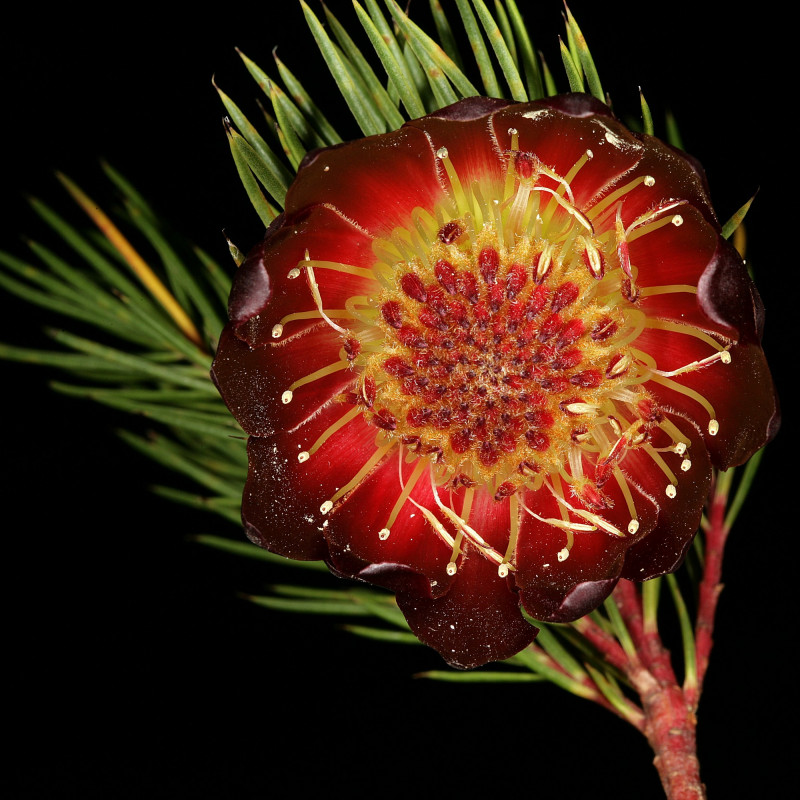 Protea nana par Plantes de Wikimedia commons