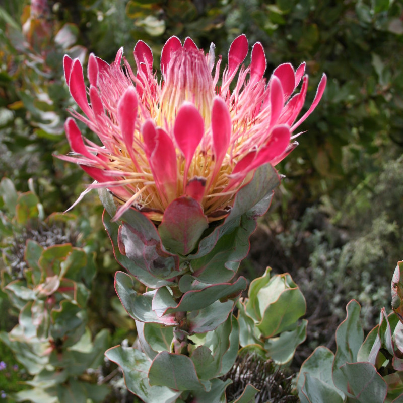 Protea eximia par Marco Schmidt [1] de Wikimedia commons