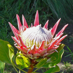 Protea cynaroides par Stan Shebs de Wikimedia commons