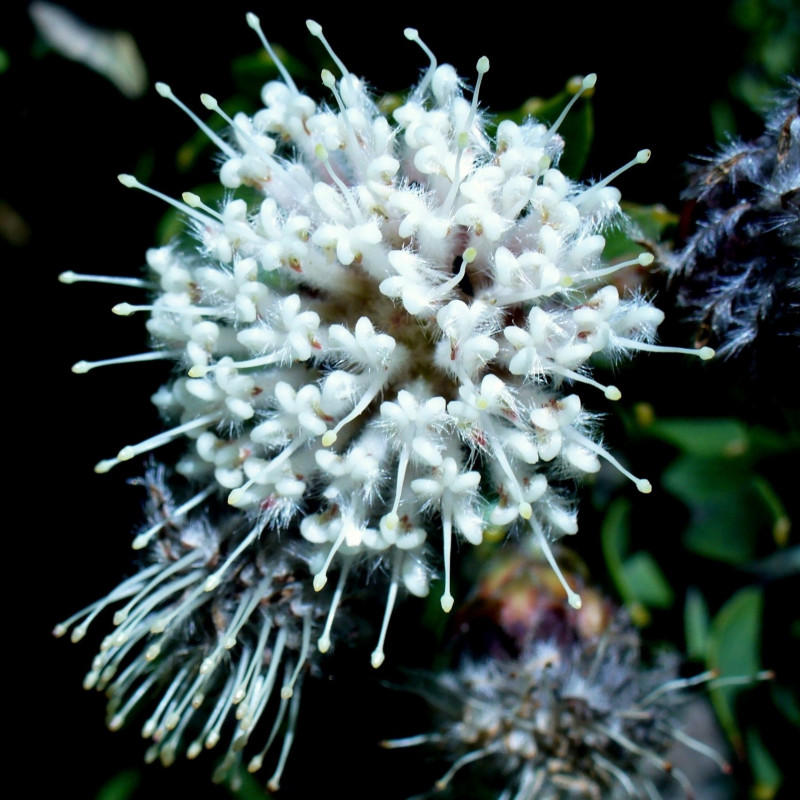 Leucospermum bolusii par Andrew Massyn de Wikimedia commons