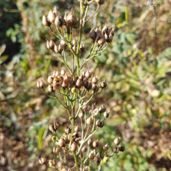 Scrophularia nodosa - Semences du Puy