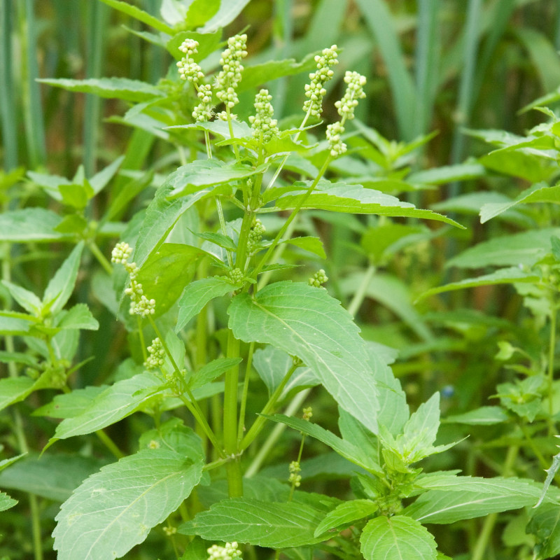 Mercurialis annua de Olivier Pichard, CC BY-SA 3.0 via Wikimedia Commons Mercurialis annua de Olivier Pichard, CC BY-SA 3.0 via Wikimedia Commons