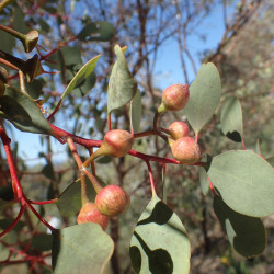 Eucalyptus websteriana par Geoff Derrin Wikimedia