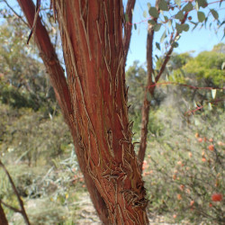 Eucalyptus websteriana par Geoff Derrin Wikimedia