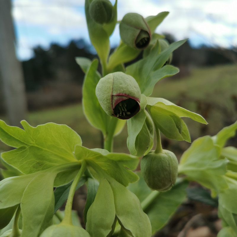 Helleborus foetidus - Semences du Puy Helleborus foetidus - Semences du Puy