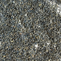 Graines de Doronicum pardalianches - Semences du Puy
