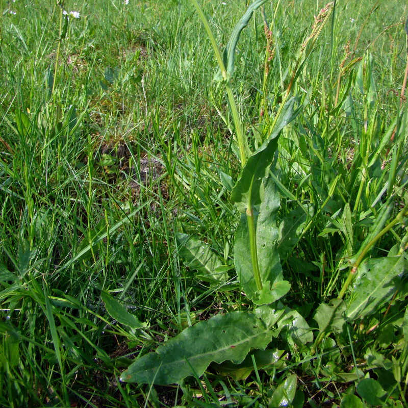 Graines Oseille Commune - Rumex Acetosa - 100 Graines - Aromatique Acidulée - Facile à Cultiver