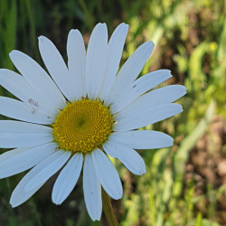 Leucanthemum ircutianum par Semences du Puy