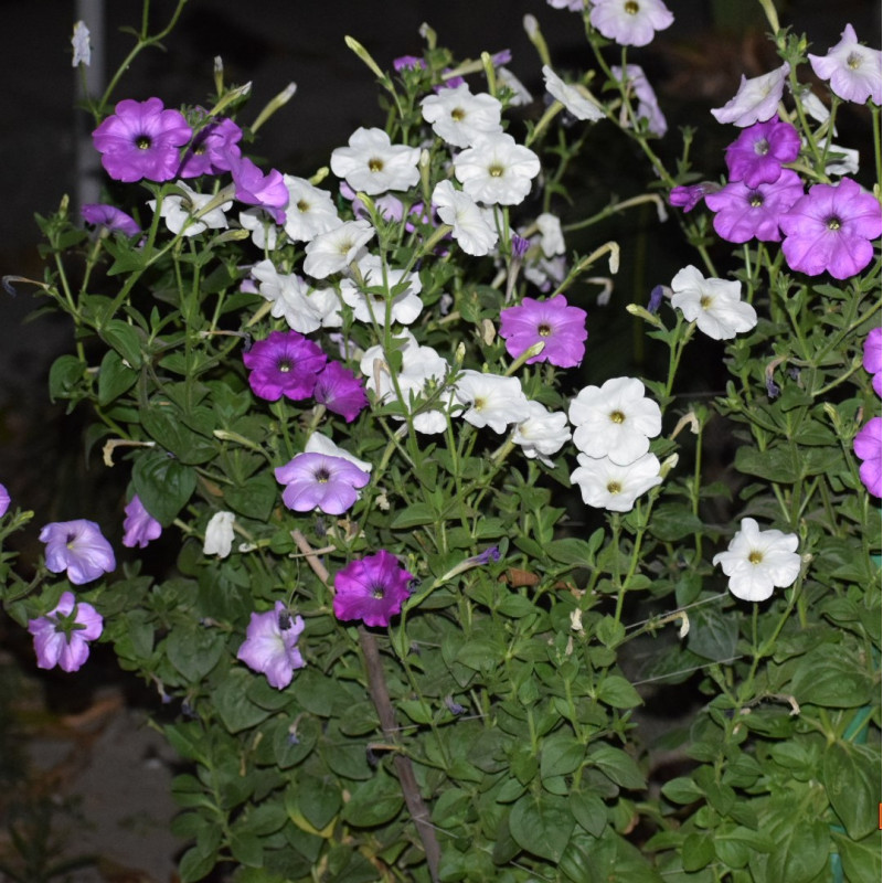 Graines de Pétunia Semences de Petunia multiflora F1 — free download