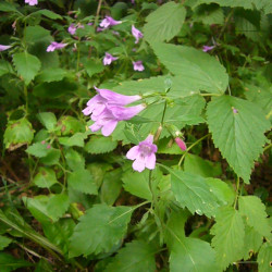 Calamintha grandiflora par Jmp48 Wikimedia