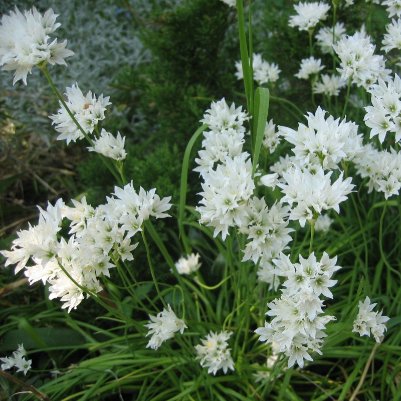 Allium ramosum de Wilhelm Zimmerling PAR, CC BY-SA 4.0 via Wikimedia Commons