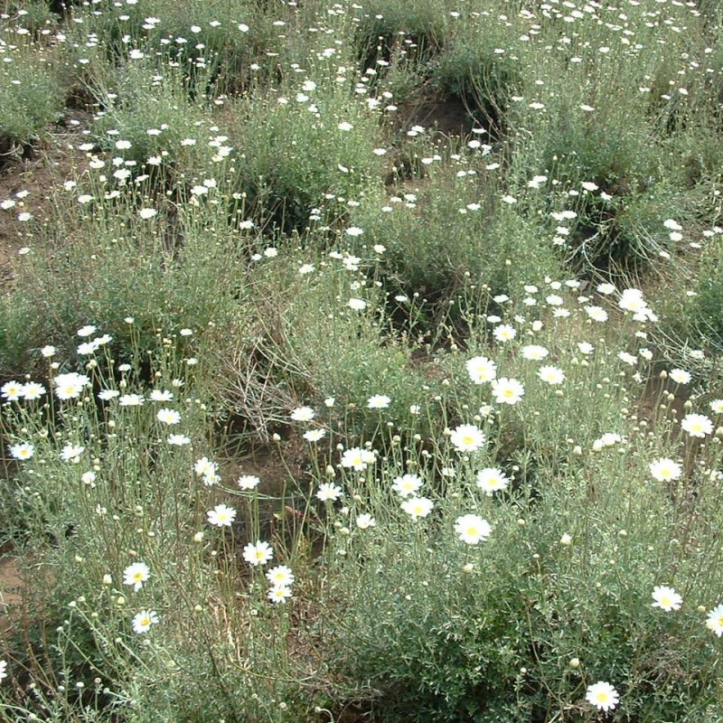 Chrysanthemum cinerariaefolium de John Logan, Public domain, via Wikimedia Commons