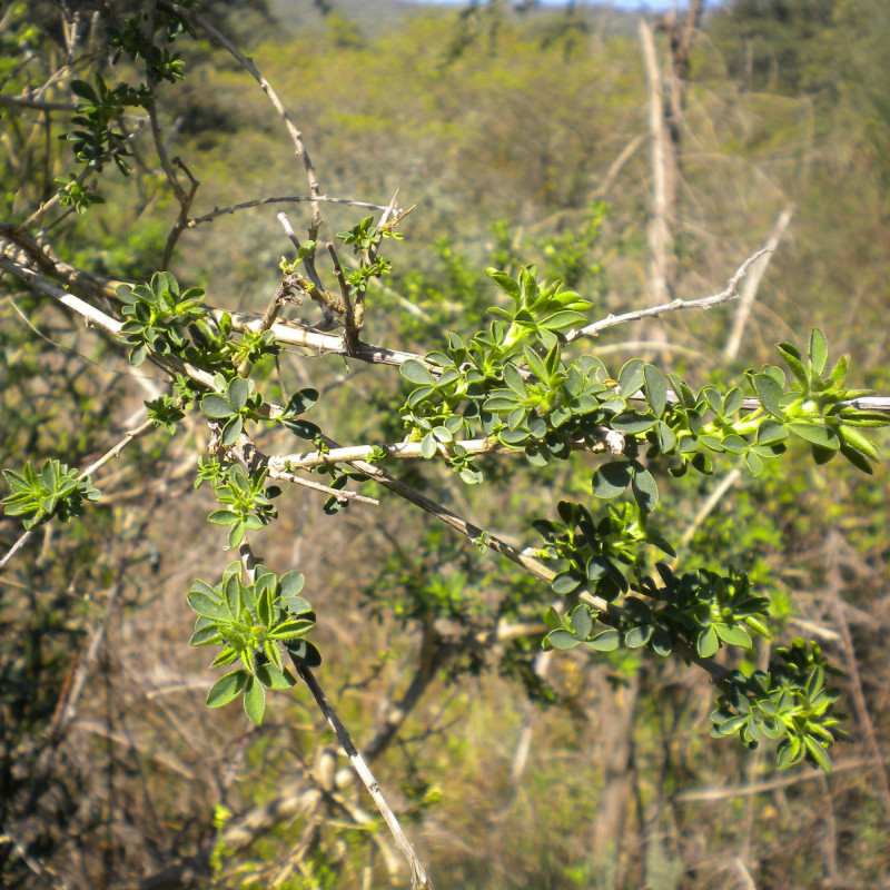 Adenocarpus complicatus par Balles2601 de Wikimedia commons