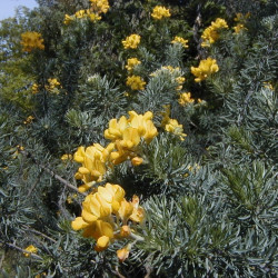 Adenocarpus decorticans par A. Barra de Wikimedia commons