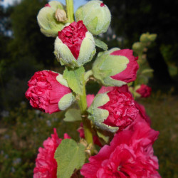 Alcea rosea cherters de Salicyna, CC BY-SA 4.0, via Wikimedia Commons