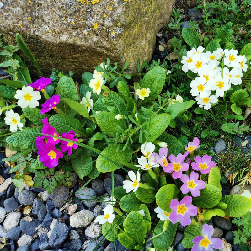 Primula vulgaris Semences du Puy Primula vulgaris Semences du Puy