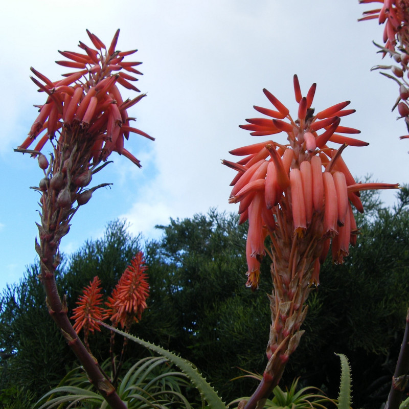 Aloe pluridens de Andrew massyn, CC BY-SA 3.0 via Wikimedia Commons