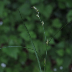 Carex remota de Robert Flogaus-Faust, CC BY 4.0, via Wikimedia Commons
