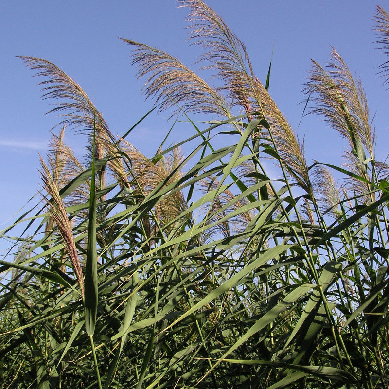 Phragmites australis de Le.Loup.Gris, CC BY-SA 3.0, via Wikimedia Commons Phragmites australis de Le.Loup.Gris, CC BY-SA 3.0, via Wikimedia Commons