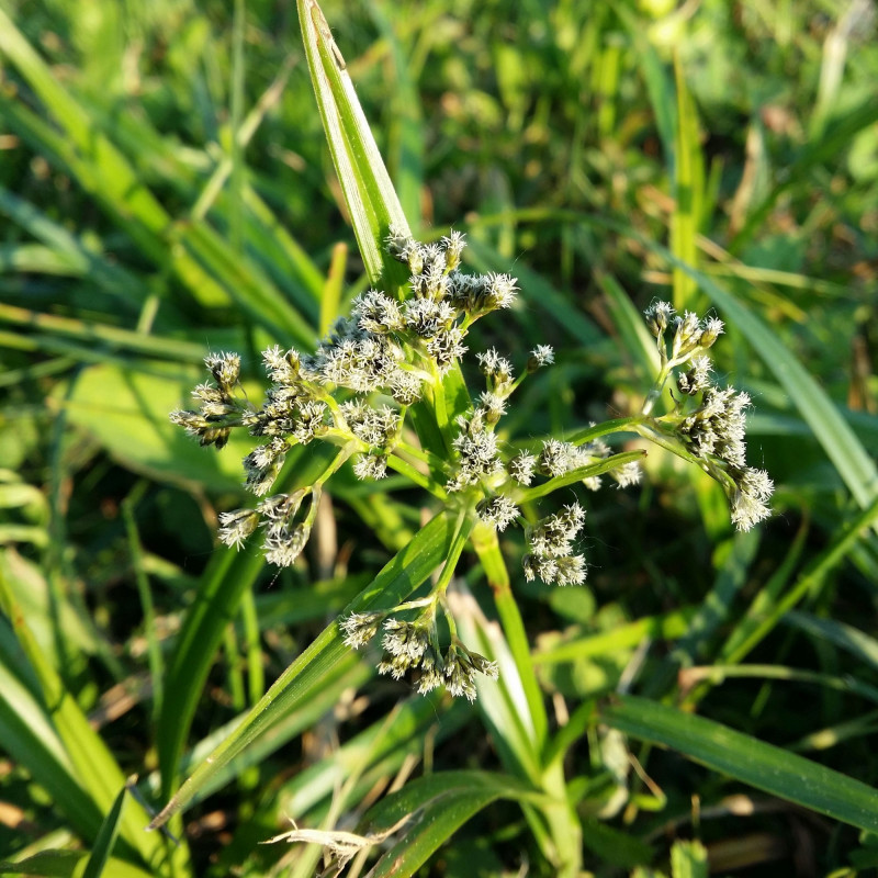 Scirpus sylvaticus de Stefan.lefnaer, CC BY-SA 4.0, via Wikimedia Commons Scirpus sylvaticus de Stefan.lefnaer, CC BY-SA 4.0, via Wikimedia Commons