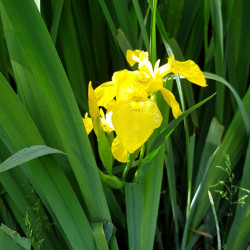 Iris pseudacorus Semences du Puy