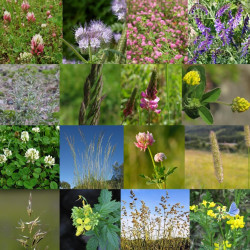 Photos de mélange de fleurs sauvages pour petit gibier agricole via Wikimedia Commons